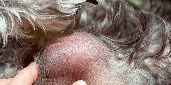 Dog Masses Or Tumors Pet InfoRx Dog Masses Or Tumors Pet InfoRx